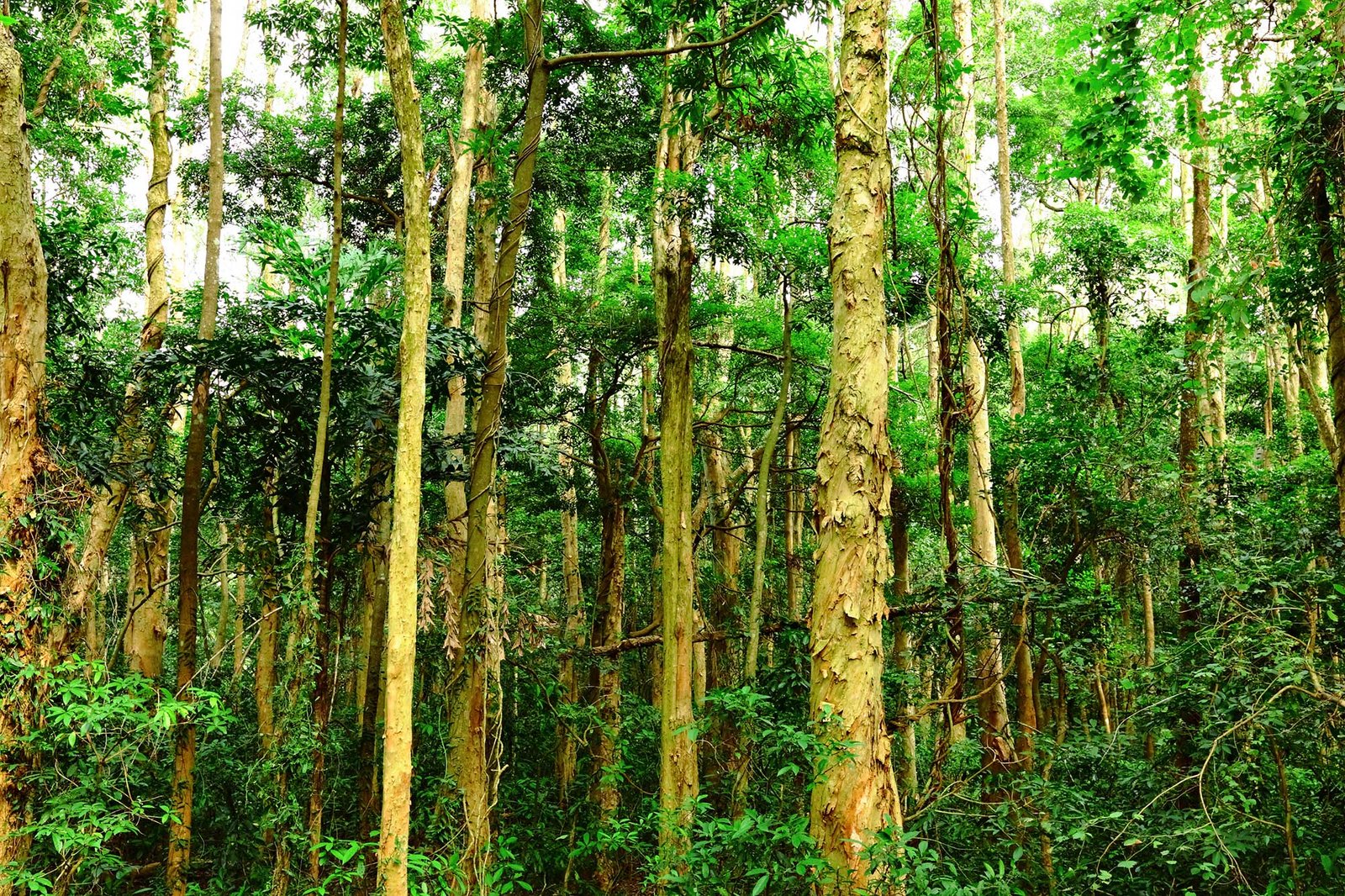 Spacious Land