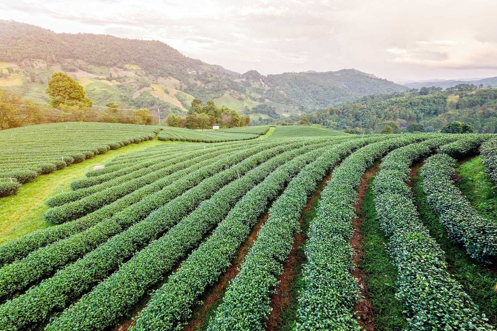 Green View