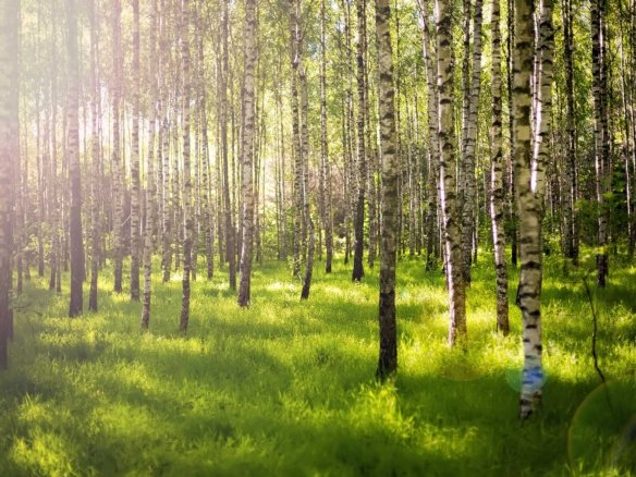 Natural Lands